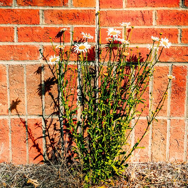flowers in front of a brick wall
